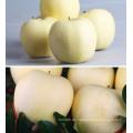 China Golden Delicious Frische Red Apple